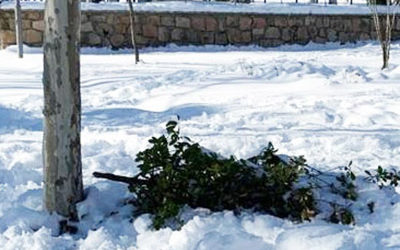 Nieve, pandemia y neoliberales.
